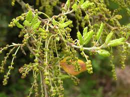 Image result for Quercus suber