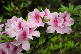 Image result for Rhododendron pulchrum