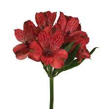Order flower delivery to home, office, another city. Alstroemeria Red Metro Flower Market