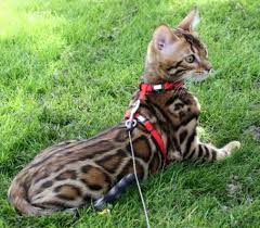 The price of a bengal kitten ranges from $400 to $10,000 depending on a few factors. Kanpur Bengals