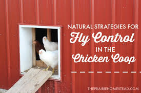 We did not find results for: Fly Control In The Chicken Coop The Prairie Homestead