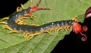* although 'centipede' means '100 legs', they only have a pair of legs per body segment (usually 21 to 23 segments). The Creepy Crawly Appearance Of The Amazonian Giant Centipede Centipede Rainforest Animals Insect Species