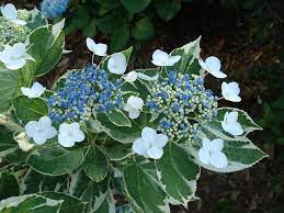 Variegated Hydrangea Full Variegated Hydrangea Lace Cap Hydrangea Hydrangea Macrophylla