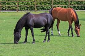 The feed will increase decrease depending on the level of work. Is Your Horse Digesting His Food The Whole Horse Veterinary Clinic Central Texas Equine