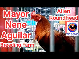 We did not find results for: Fiestag 2019 Mayor Nene Aguilar By Sabong Jie