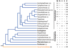 Image result for Schizostephanus alatus