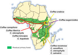 Image result for Coffea salvatrix