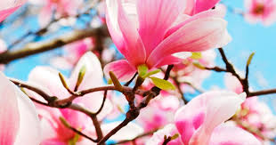 Der parco eisenhut ist für seine magnolienpracht bekannt. Magnolie Liebe Deinen Garten