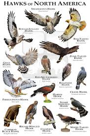 Gray Bird With Red Mohawk Hawks Of North America By Rogerdhall On Deviantart In 2020 Backyard Birds Watching Hawk Species Backyard Birds