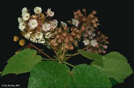 Image result for Dombeya acutangula