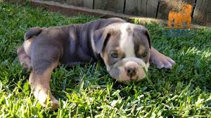The puppy required by the state law on all puppy sales for texas customers or puppies that are picked up in texas. Blue Tri Boy English Bulldog Blue Bulldog Puppy Youtube