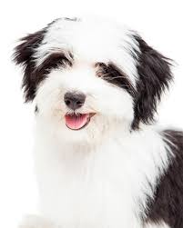 Havanese litter of puppies for sale near tennessee, mc minnville, usa. Havanese Puppy Holding Blank Chalk Board Sign Stock Photo Image Of Backdrop Purebred 37544508