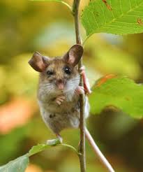 Country Mouse Do Excuse Me Got Hit By The Cat My City Cuz Looks The Beaz Kneez Cheez Animals Cute Animals Animals Beautiful