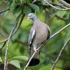 Pigeon Ramier Le Pigeon Ramier Est Le Plus Gros De Nos Pigeons En Dehors De La Periode De Reproduction Il Ev Pigeon Ramier Oiseaux Des Jardins Oiseaux