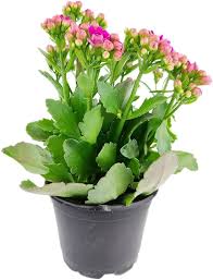 Mastering Kalanchoe Care: Secrets To Thriving Plants
