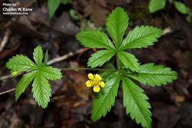 Image result for Potentilla simplex