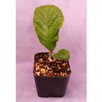 Image result for Streptocarpus leptopus