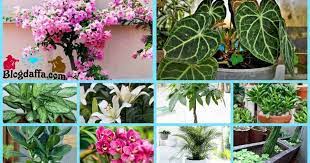 Untuk tanaman depan rumah, nih, begonia lilin bisa jadi pilihan. 14 Jenis Tanaman Hias Depan Rumah Pembawa Keberuntungan Pasti Hoki Terus Blogdaffa Com