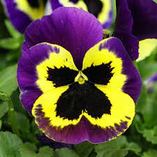 Page Not Found Pansies Flowers Flower Seeds Pansies