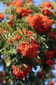 It has attractive leaves, such as english oak. Mountain Ash Tree A Profile Of A Tree Howstuffworks