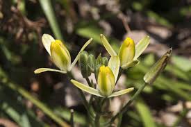 Image result for Albuca setosa