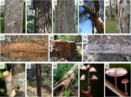 Image result for Rytigynia sp. G