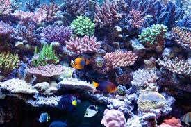 Looking for liveaquaria promo code for june 2021? Why You Can Trust Liveaquaria For Quality Aquatic Lives Hotdeals Blog