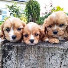 Our wonderful cavachon puppies are exceptional dogs created by breeding cavalier king charles spaniels with a bichon frise. Cavachon Puppies Petsyclopedia News
