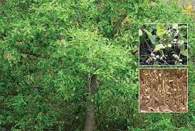 Image result for Avicenniaceae