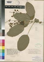 Image result for Clerodendrum capitatum