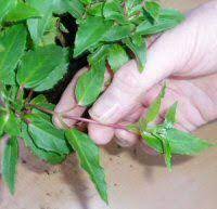 How To Take Fuchsia Cuttings Fuchsia Plant Care Fuchsia Plant Fuchsia Flowers