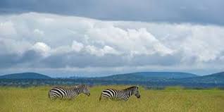 Visit the last remaining northern white rhinos on the planet, canoe on the waterhole in front of camp, walk and wild camp in the in the lolldaigas hills, jump from the waterfall in the ngare ndare, horse ride with rhino or cycle across the ol pejeta plains. Laikipia Plateau Travel Guide Map More
