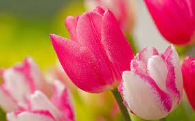 Pink Tulip Pink Flowers Wallpaper Tulips Images Pink Tulips