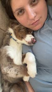 My name is: Biff! I am a: sweet, sweet boy My breed: Australian Cattle Dog  My age is: I'm 8 months old My nicknames: biffy, scrimps, sweet boy My  favorite human: my