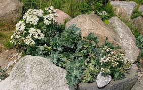 Image result for Crambe kilimandscharica