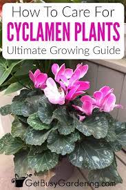 Cyclamen Plant Care Guide How To Care And Look After Cyclamen In 2020 Plant Care Plants Gardening For Beginners
