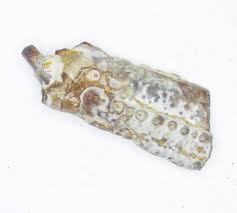 Image result for Glyphaea