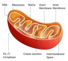 Exam Masters Tutoring Service Cytoplasmic Organelles And Their Functions Cell Parts And Functions Mitochondria Organelles