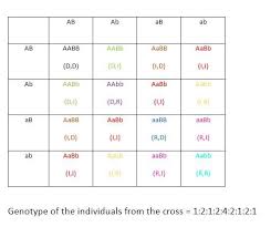 Chapter 10 dihybrid cross worksheet answer key chapter 10 dihybrid cross worksheet answer key dihybrid cross. Phenotypic Ratio Of Dihybrid Cross