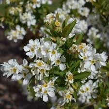 Image result for Exochorda