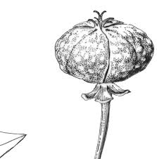 Image result for Phyllanthus bernierianus