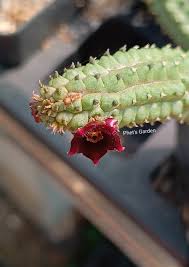 Image result for Tridentea marientalensis