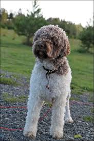 Mother world champion male lagotto romagnolo puppy for sale. Lagotto Romagnolo Of Canada Lrc Working Lagotto Dogs Ducketttruffieres Com