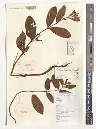 Image result for Coleus kapatensis