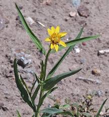 Image result for Pascalia glauca