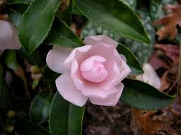 Camellias That Can Take The Chill Camelia Tree Flowers Winter Rose