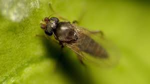 identifying and controlling phorid flies