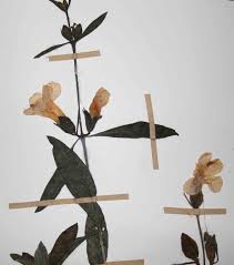 Image result for Barleria lancifolia