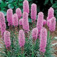 Blazing Star Liatris Perennial Plants Bulb Flowers