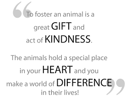 Anyone interested in volunteering at the shelter is encouraged to come in, meet us and fill out a volunteer application form and waiver. Pin By Earth Pets Of Gainesville On Rescue Ii Awareness Volunteering Fundraising Holidays Foster Animals Foster Dog Quotes The Fosters